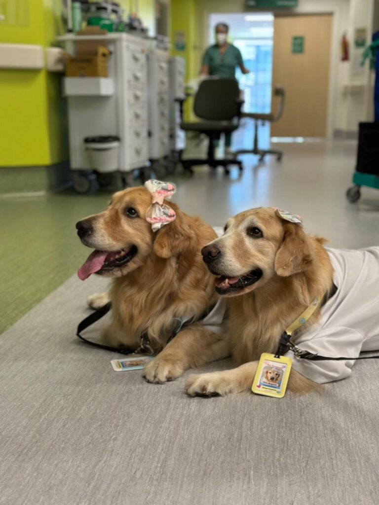 Projeto Pet Amigo Unimed Fortaleza